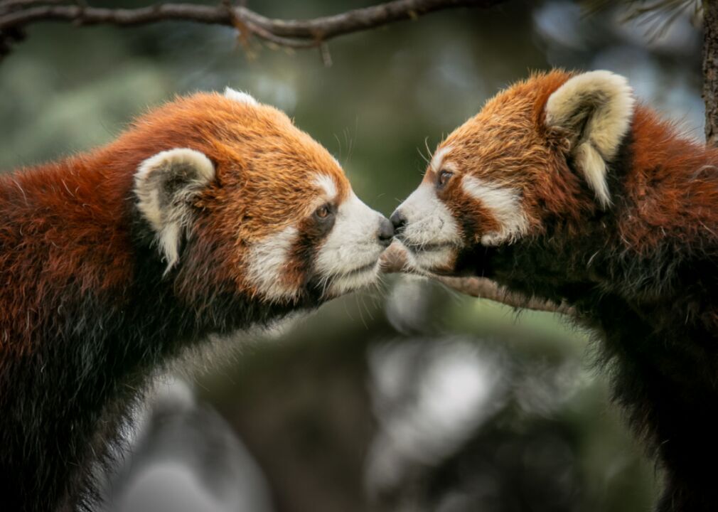 Red pandas